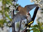 Bird at Spring