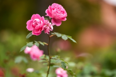 Roses - nature, flora, roses, flower