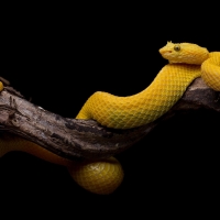 Eyelash Viper