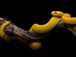 Eyelash Viper