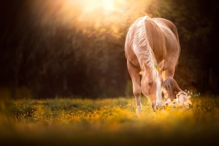 â™¥ - field, abstract, girl, horse