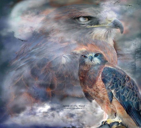 stirit of the hawk - hawks, birds, spirit, hawk