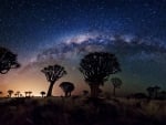 Milky Way Over Quiver Tree Forest