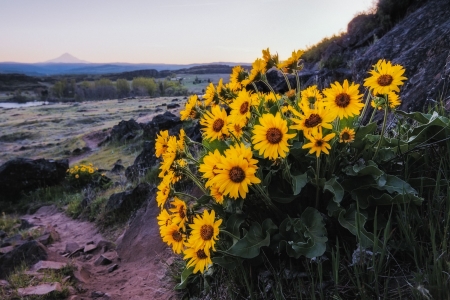 Horsethief Butte, Washington, in Bloom - sunflowers, blossoms, river, water, rocks