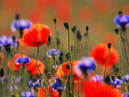 Summertime Flowers - blossoms, petals, cornflowers, meadow, poppies