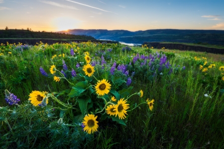 Tangled Rowena Crest Mosier, Oregon - sunflowers, lupines, blossoms, landscape, summer, mountains