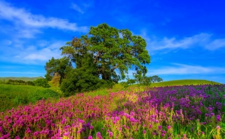 Summer landscape - pretty, summer, beautiful, grass, meadow, lovely, freshness, tree, flowers, wildflowers, field, sky