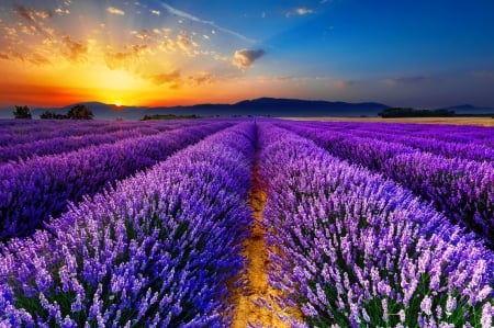 Lavender sunset - rays, sky, sunset, summer, field, glow, amazing, beautiful, lavender