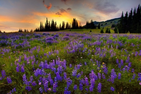 Sunset - clouds, lupine, trees, hills, beautiful, landscape, flowers, sunset, nature, view, sky