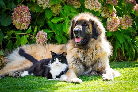 Friends - cat, adorable, kitty, summer, spring, dog, rest, friends, sweet, flowers, grass, garden, cute