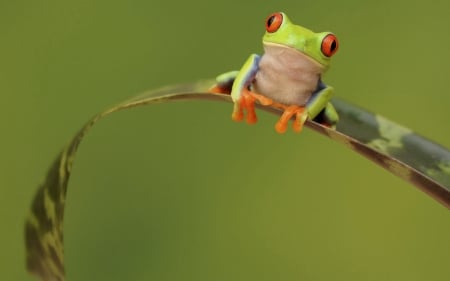 Frog - red, green, cute, orange, leaf, frog