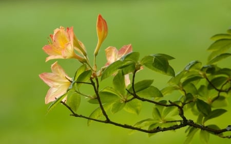 Flowers wallpaper - blooming, fresh, branch, wallpaper, other, abstract, floral, petals, green, flowers