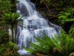 Forest Falls