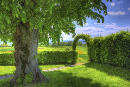 Green spring - beautiful, splendor, landscape, outdoor, spring, tree, colorful, nature, view, green, color, peaceful