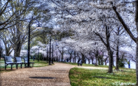 trees shedding blossoms in a park hdr - trees, blossoms, park, hdr, path