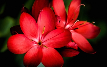 Flowers - flower, still life, red, beautiful