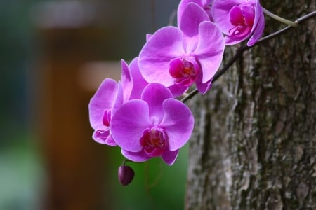 Purple - flowers, purple, amazing, garden