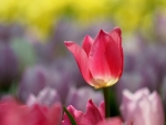 Beautiful Tulip