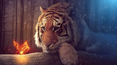 Big Tiger - HD, tiger, big tiger, wallpaper