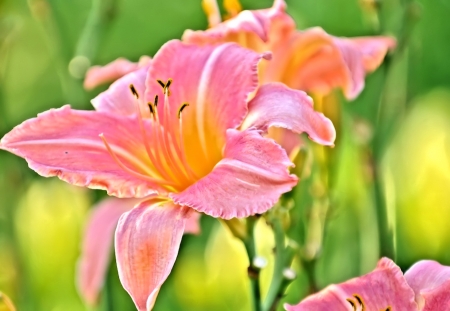 Pink Lily - Lily, pink, Nature, Flowers