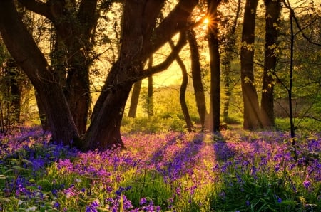 Forest bluebells at sunrise