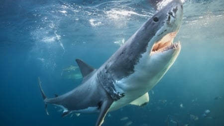 Great White Shark! - animal, nature, shark, other