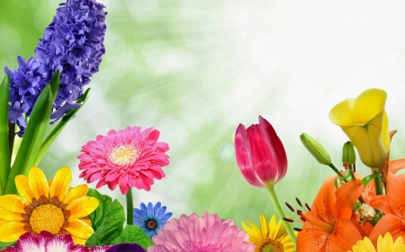 Spring Flowers - sun, daisy, hyacinthus, sun rays, spring, green, hyacinth, lilies, rays, gerbera, pink, red, blue, card, tulip, flowers, flower