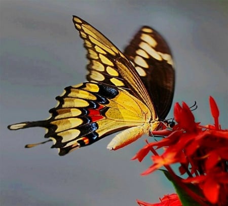 Sweet collection - butterfly, yellow, red, black, flower