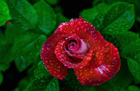 Rose - water drops, red, green, rose, flower