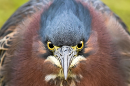 Green heron - bird, heron, funny, pasare, face