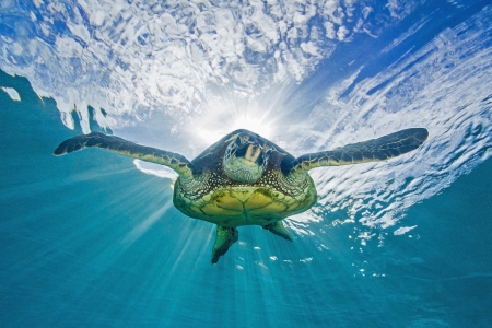 Turtle - turtle, animal, yellow, summer, blue, underwater, sea