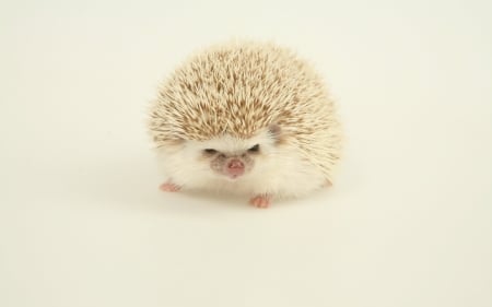 White hedgehog