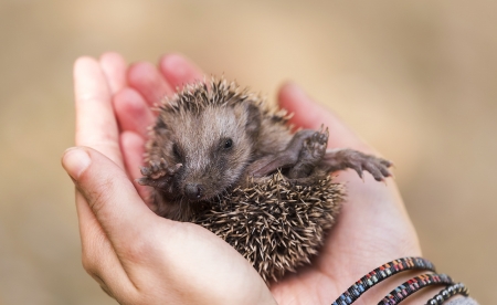 Hedgehog - animal, hand, hedgehog, arici, cute, baby