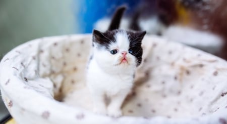 Kitten - black, white, pisica, kitten, cute, cat