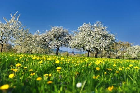 Springtime - trees, blossoms, meadow, flower, petals, blooming