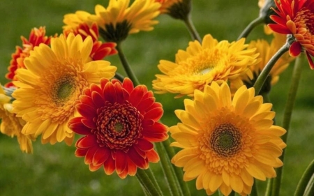 Colorful Summer Flowers - flowers, nature, yellow, summer, red, gerbera