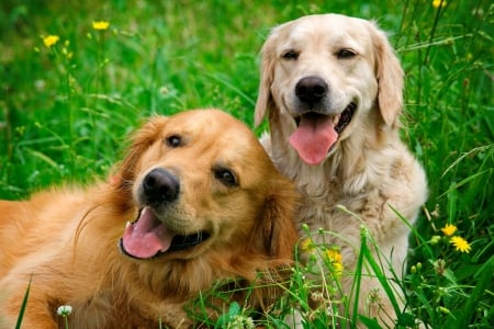 Portrait of two young dogs - cute, beautiful, sweet, young, adorable, grass, garden, dogs, puppies, friends