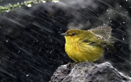 Bird In The Rain - fauna, animals, rain, bird, water, wild