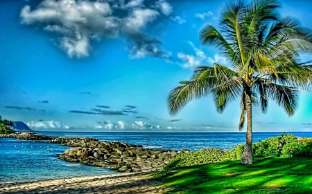 Beach Paradise - nature, beach, ocean, palm