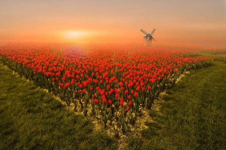 Tulips - blossoms, sun, windmill, sunset, mist, spring