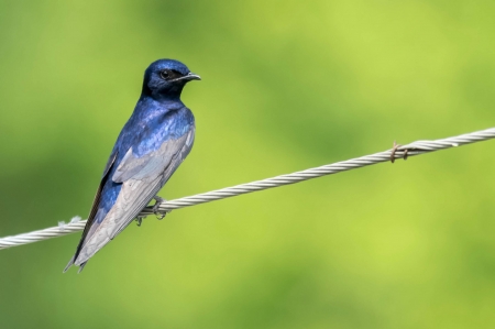 Purple forest Swallow - bird, blue, purple forest swallow, green, pasare, spring