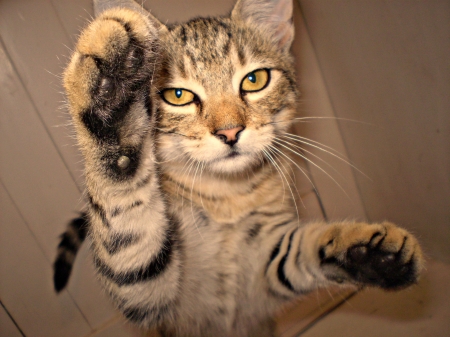 cat - animal, hi fives, cat, tiger cat