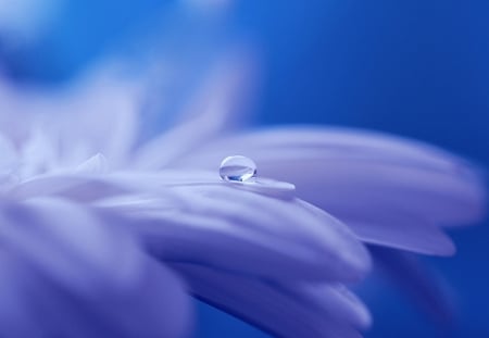 Beautiful Blue! - flower, nature, blue, beautiful