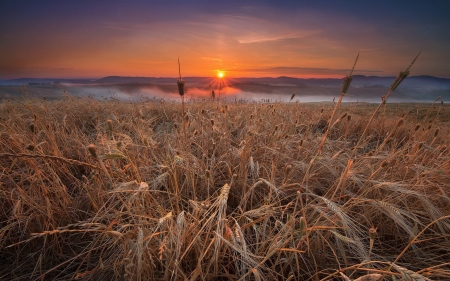 Amazing Sunset - nature, fields, sunset, sun