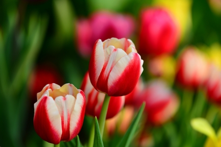 Tulips - tulip, flower, nature, amazing