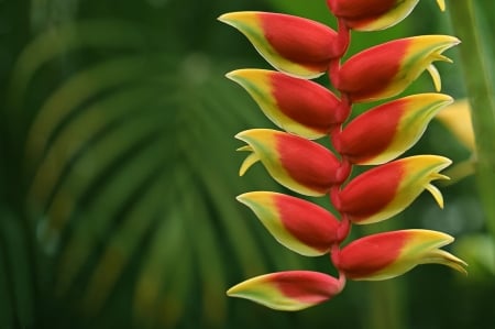 Beautiful Colors - nature, plant, red, green