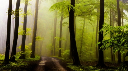 Amazing Green Wood - nature, wood, tree, wonderful