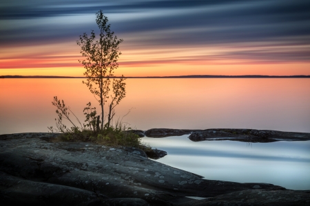 Splendid orange sky - sky, tree, nature, sunset