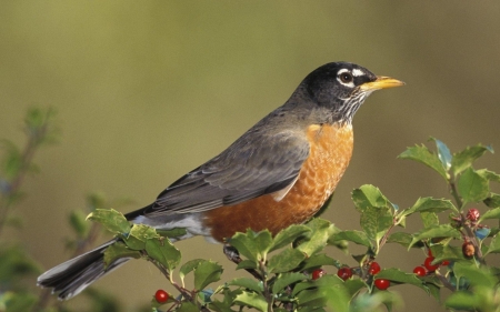 ROBIN - leaves, wings, branches, feathers