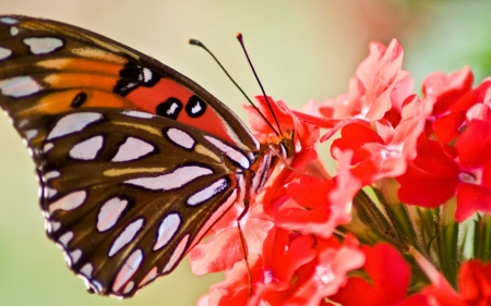 BUTTERFLY - insect, wings, flower, petals